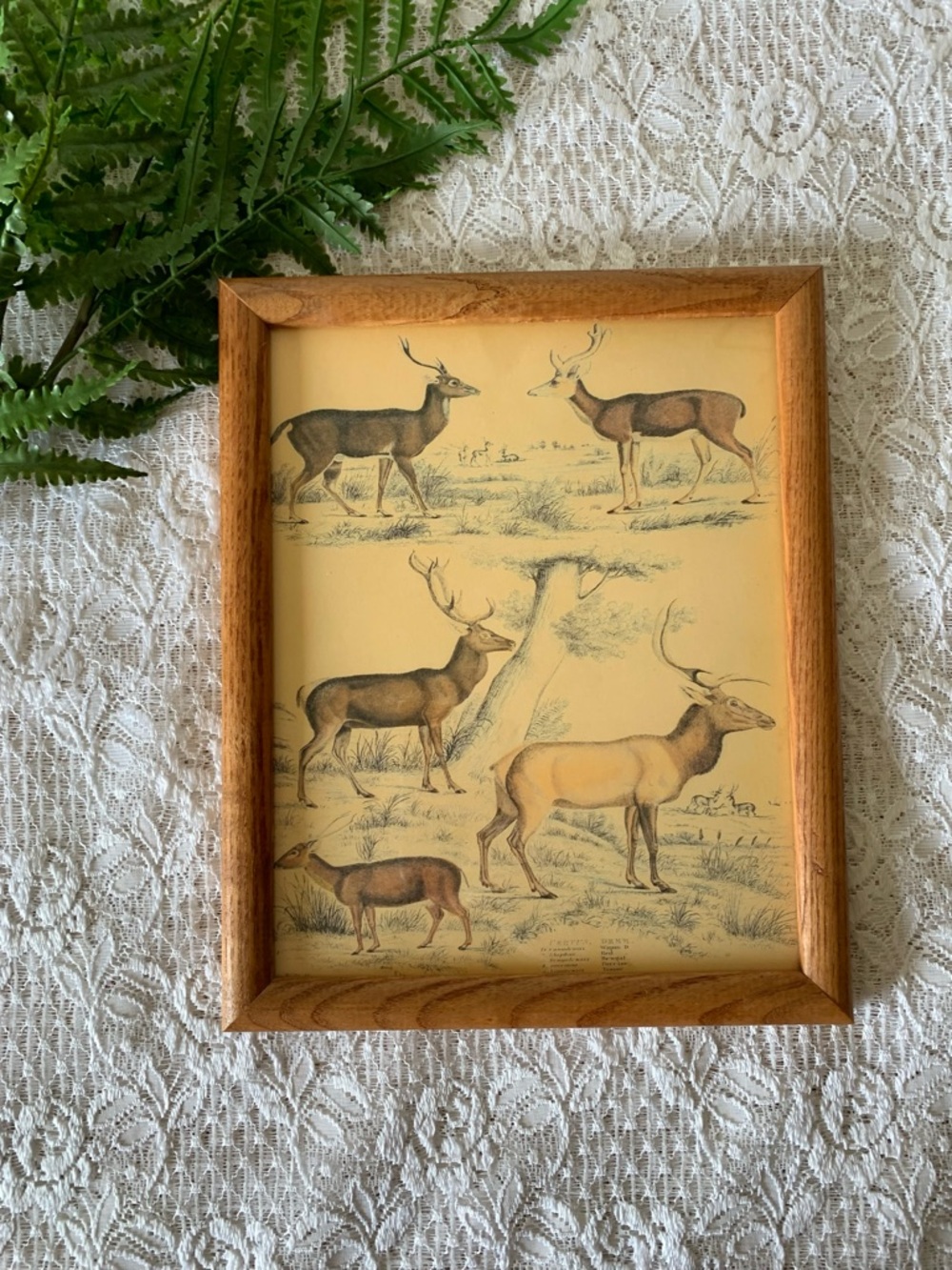 Vintage Wood Framed Deer Elk Decor 8x10